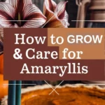 How to Grow and Care for Amaryllis