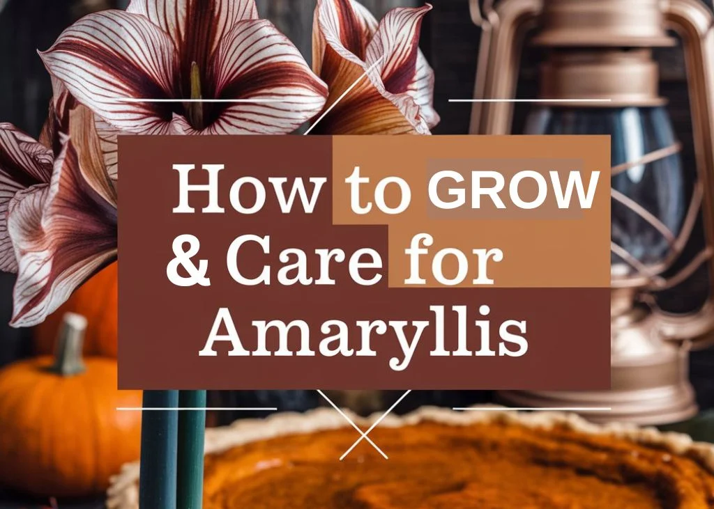 How to Grow and Care for Amaryllis